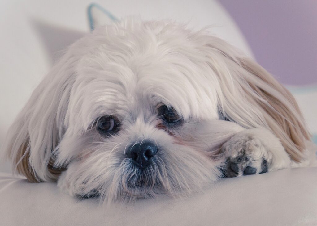 Adorable Lhasa Apso Wallpaper: Fluffy Fur & Expressive Eyes