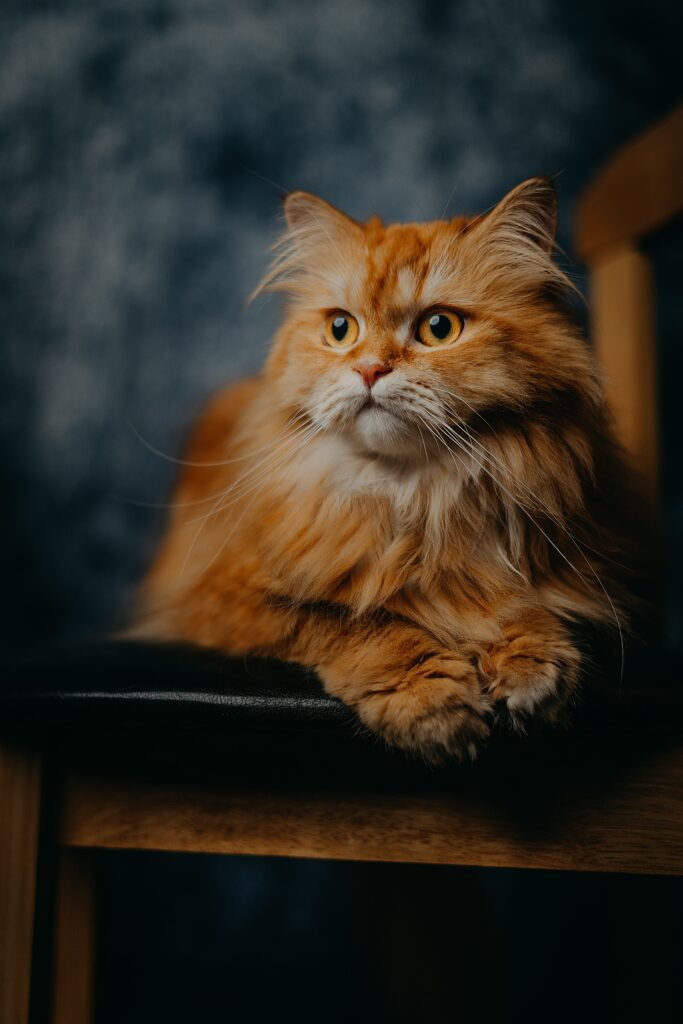 Cozy Fluffy Orange Cat on Chair - Perfect Pet Wallpaper Background