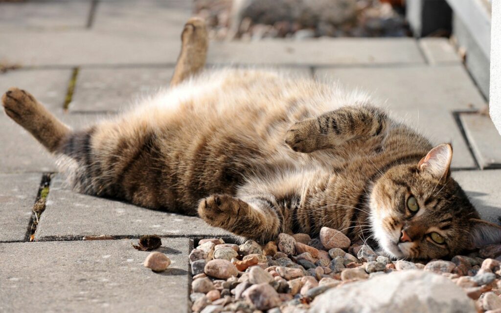 Fluffy Tabby Cat Relaxing on Sunlit Stone Pathway Wallpaper