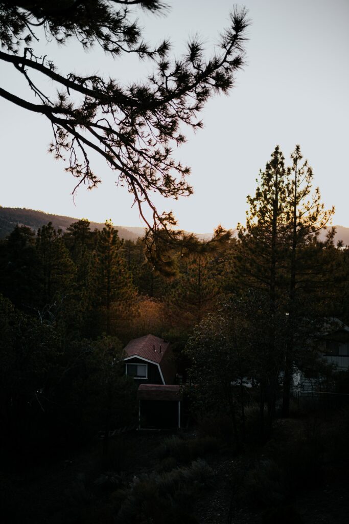 Aerial view of cozy house surrounded by tall pine trees at sunset in dense forest wallpaper background