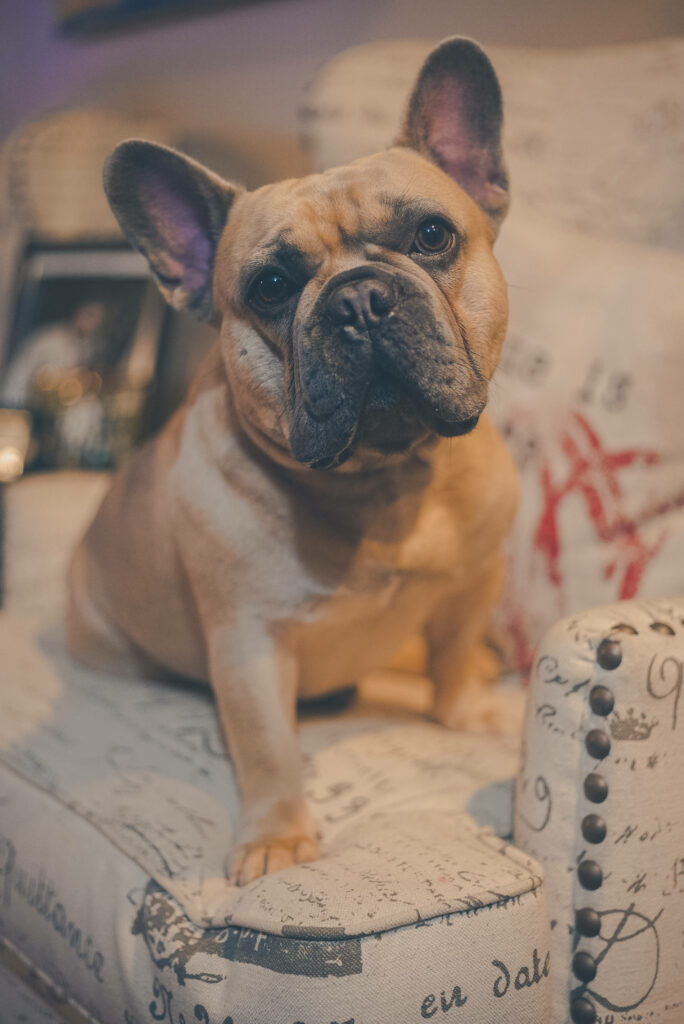 Charming Brown French Bulldog Wallpaper on Cozy Patterned Couch