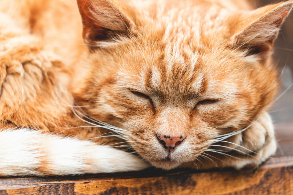 Tranquil Ginger Cat Wallpaper: Cozy Napping Background for Screens