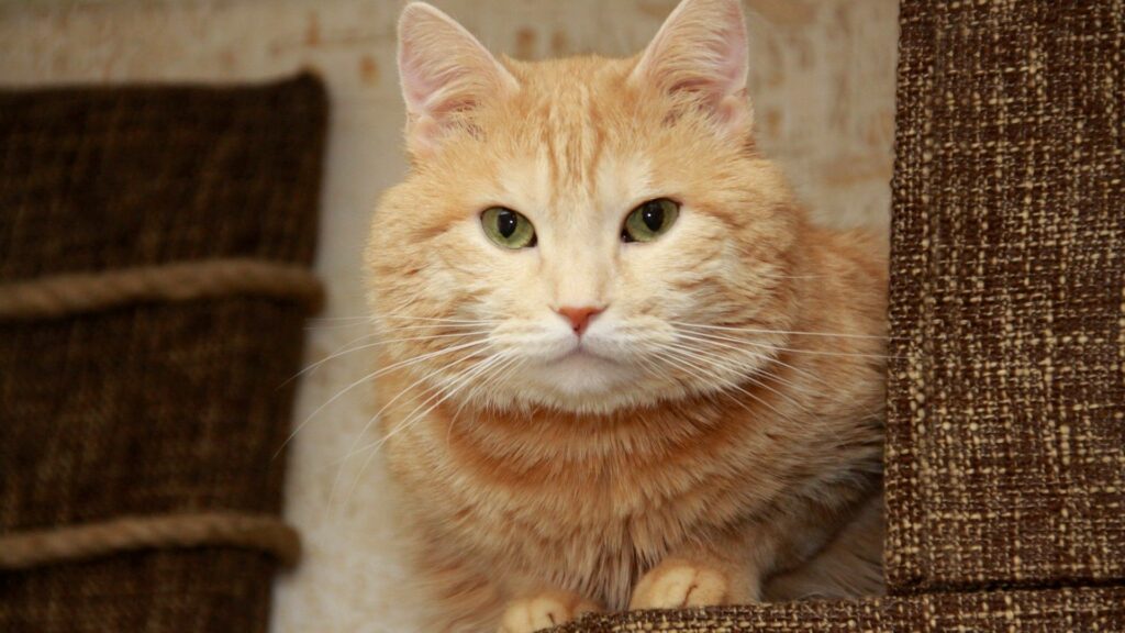 Cozy Ginger Cat Wallpaper: Fluffy Feline Relaxing on Textured Background