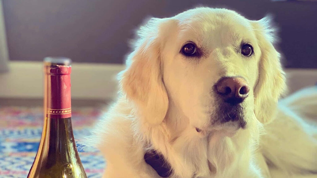 Cozy Golden Retriever Pup Relaxing Indoors on Colorful Rug Wallpaper