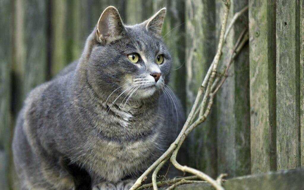 Cozy Gray Cat Against Rustic Fence | Serene Natural Background Wallpaper