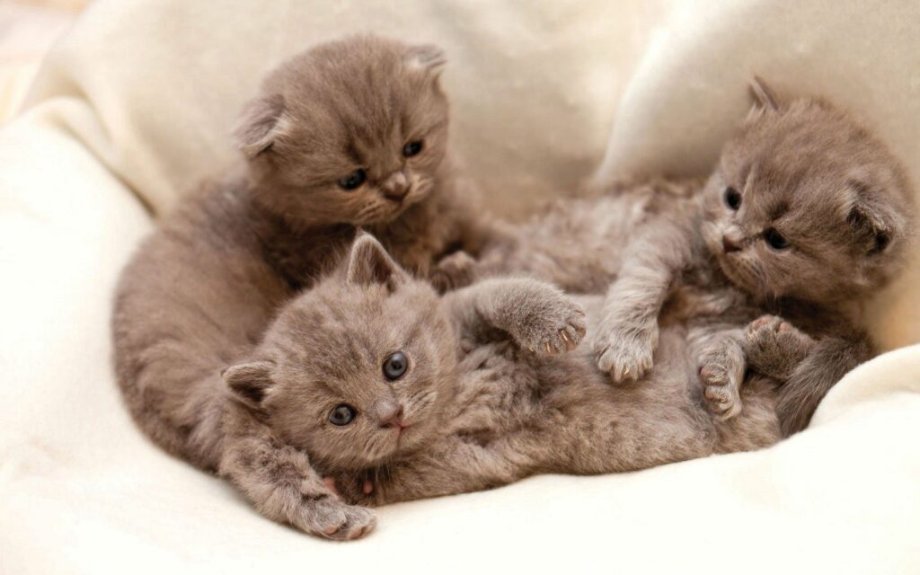 Cozy Gray Kittens Wallpaper - Adorable Feline Companions