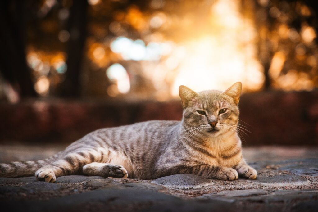 Cozy Gray-Striped Cat Wallpaper in Golden Sunlight Background