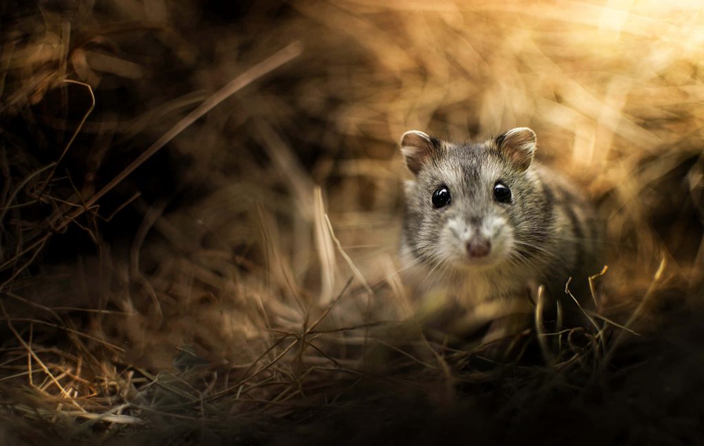 Cute hamster resting in dry hay with warm lighting and soft rustic nature wallpaper background