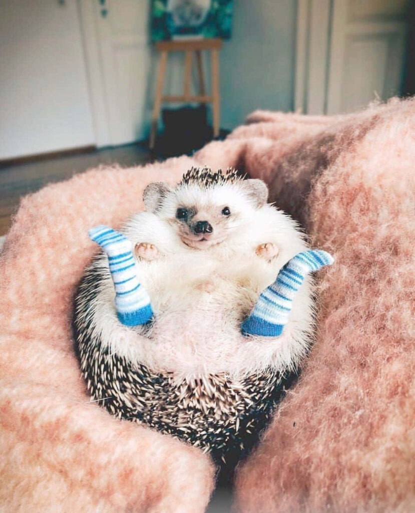 Adorable Hedgehog Wallpaper: Snug in Striped Socks & Soft Tones