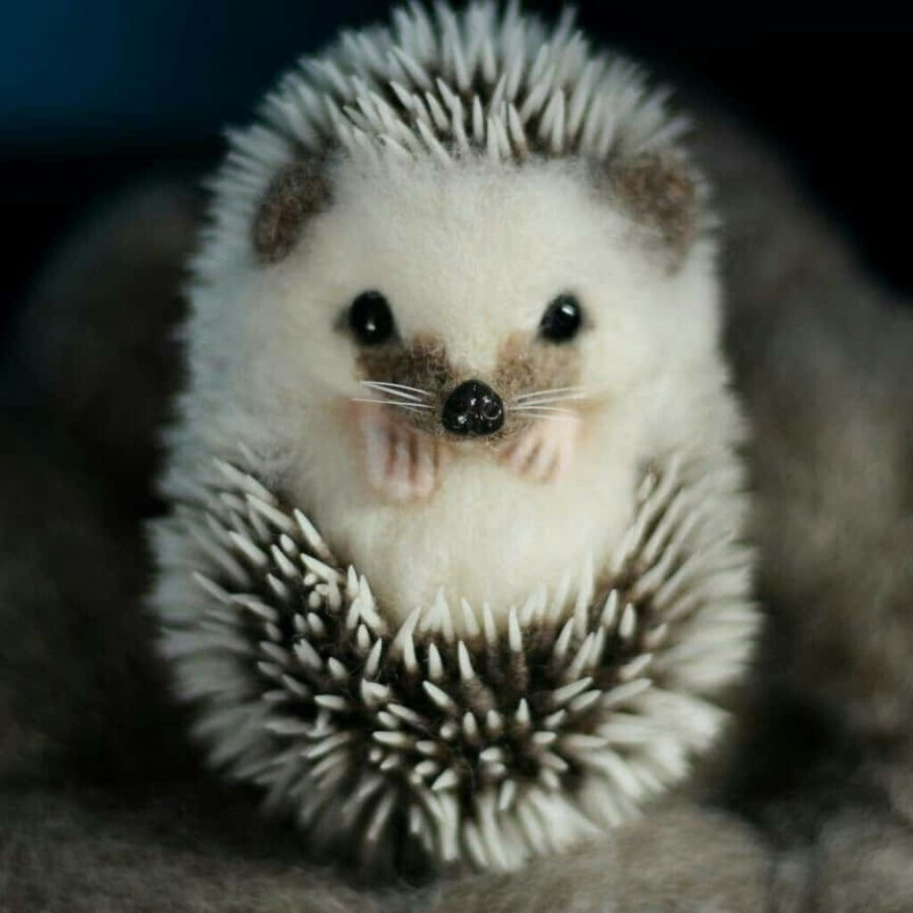 Charming Hedgehog Wallpaper: Cozy, Fluffy Nature-Inspired Background