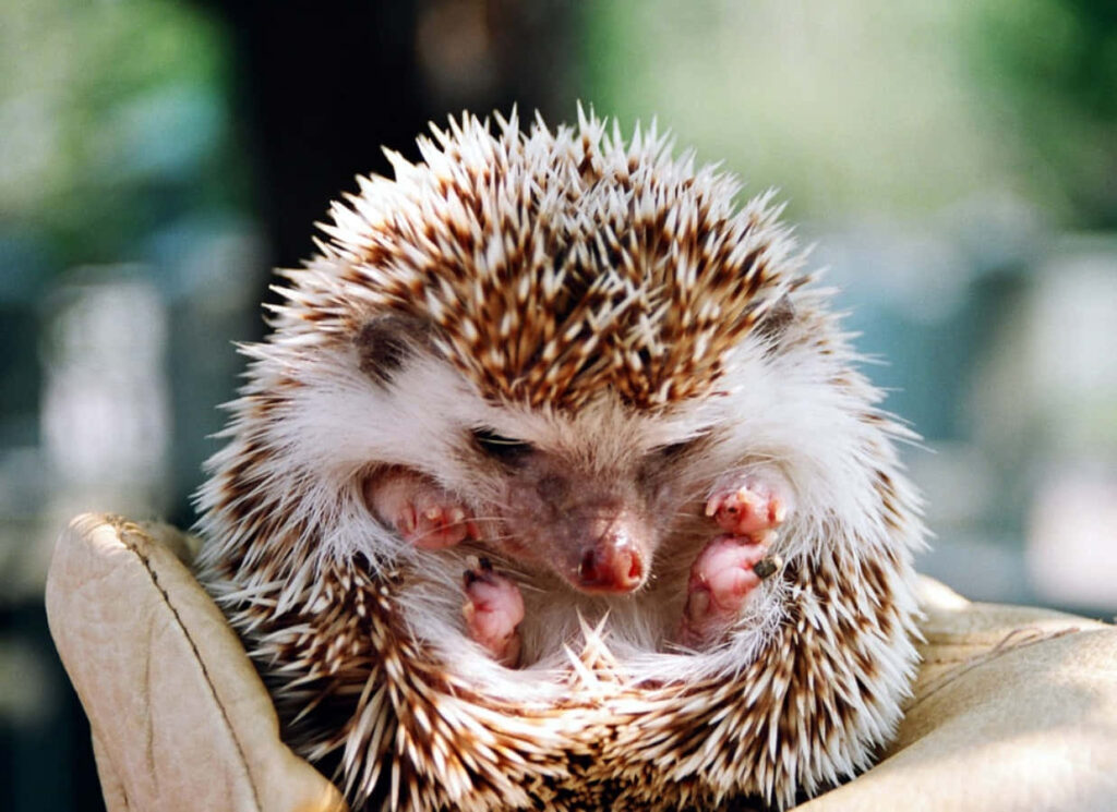 Cozy Hedgehog Curling Up in Hand - Bright Summer Background Wallpaper