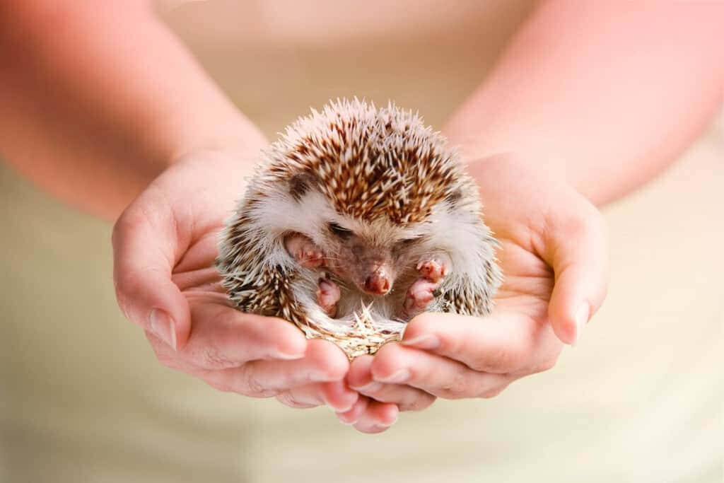 Cozy Hedgehog Snuggled in Hands - Heartwarming Scene Wallpaper