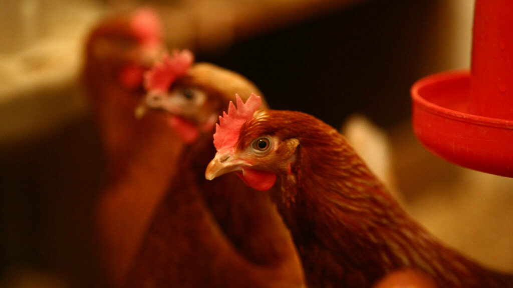 Cozy Barnyard Hens: Selective Focus Wallpaper with Warm Lighting