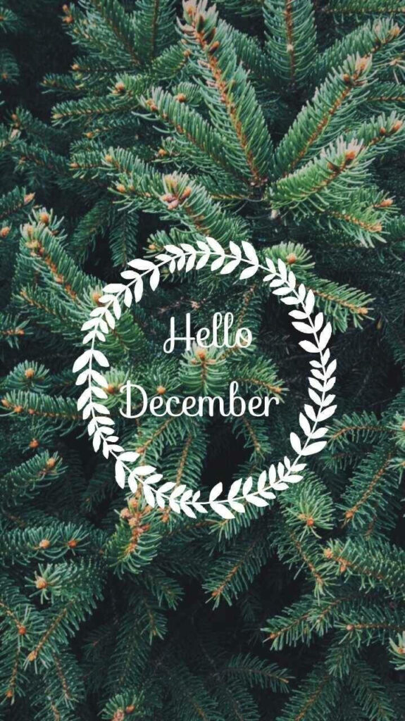 Festive Evergreen Wallpaper: Cozy Hello December Background
