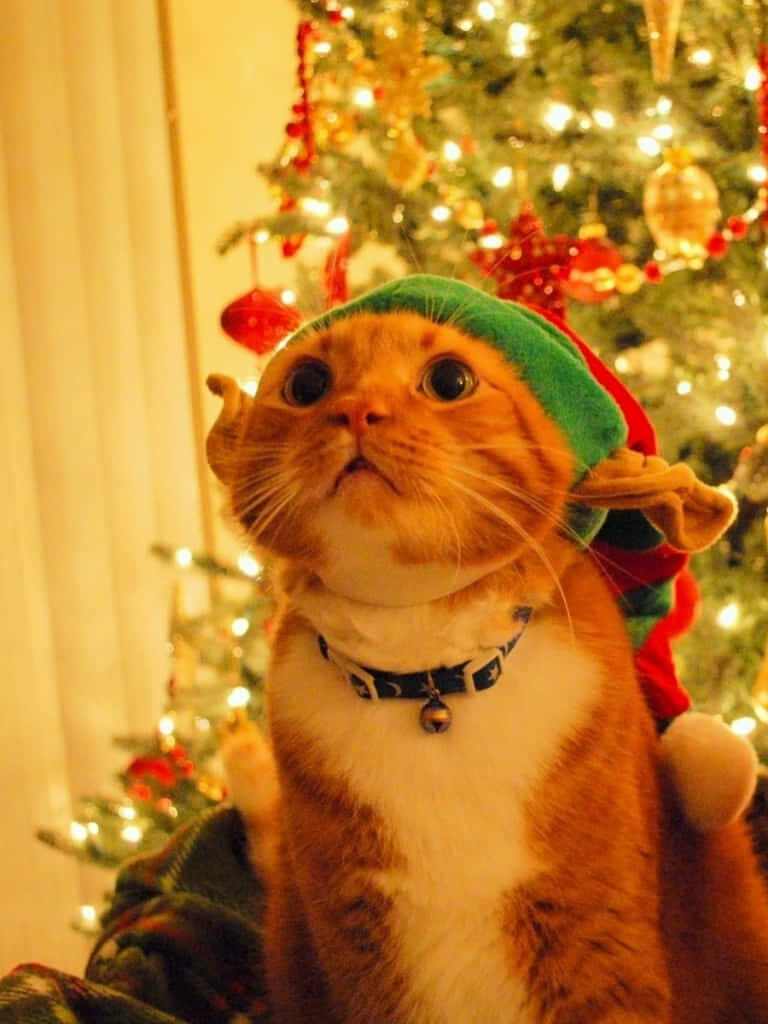 Cozy Holiday Scene: Pampered Cat in Festive Attire by Christmas Tree Wallpaper