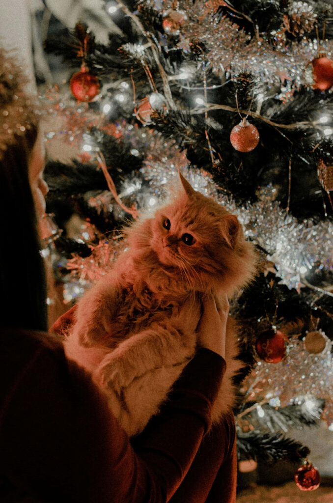 Cozy Holiday Scene: Fluffy Cat by Sparkling Christmas Tree Wallpaper