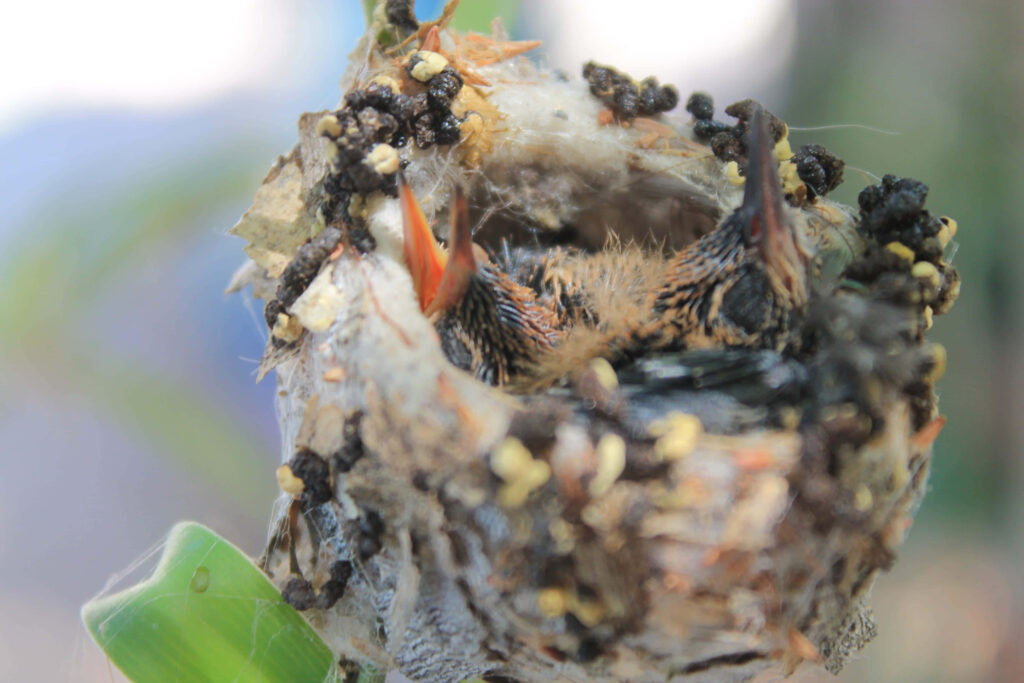 Close-Up of Hummingbird Nest: Cozy, Moss-Woven Nature Scene Wallpaper
