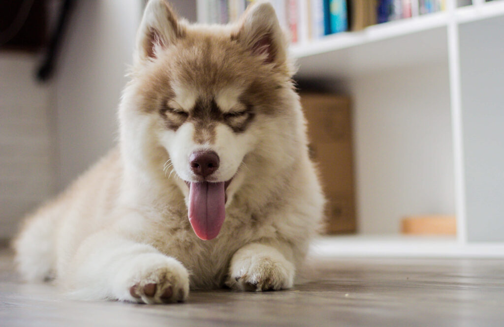 Cozy Siberian Husky Indoor Wallpaper: Comfort & Contentment