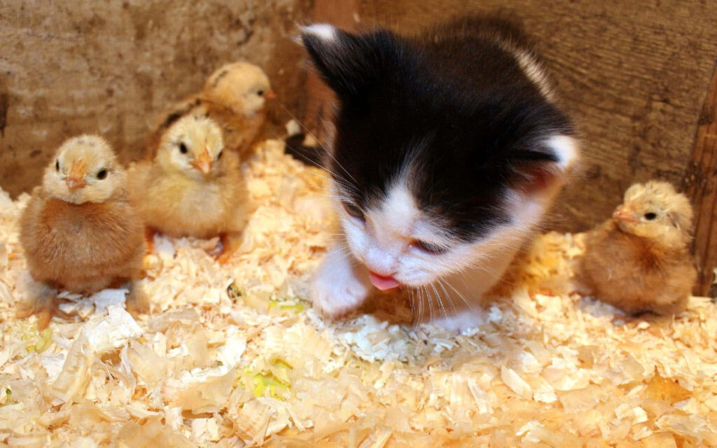 Fluffy Kitten and Baby Chicks: Cozy Wallpaper of Innocent Play
