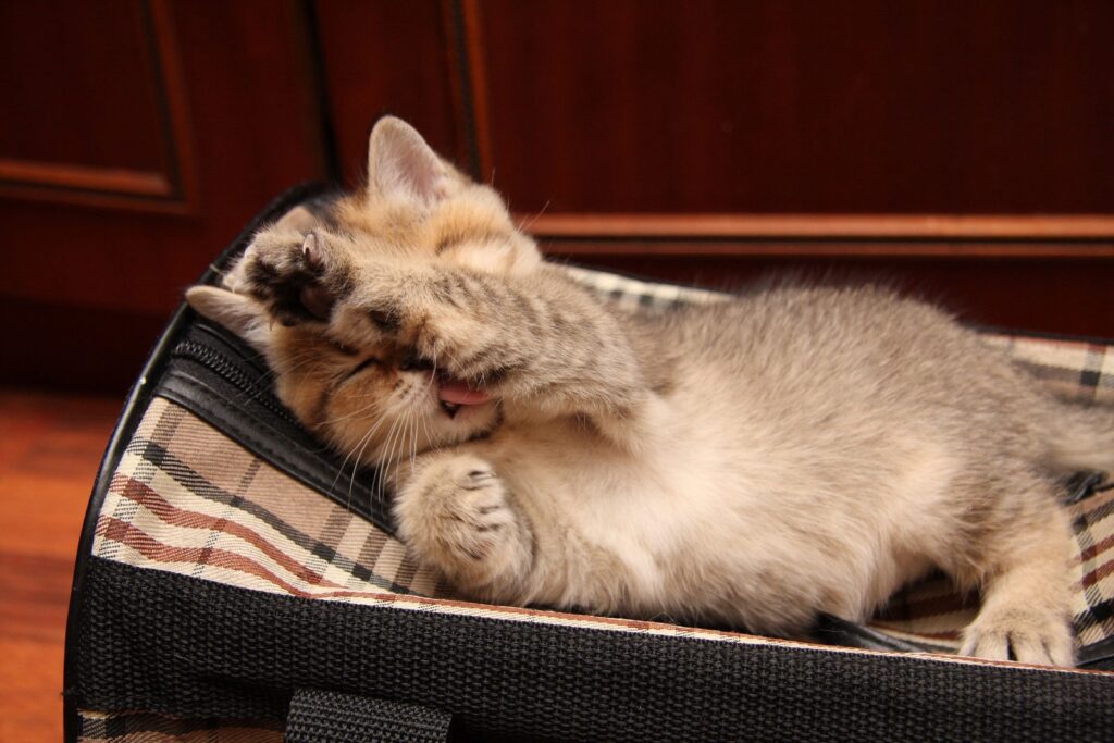 Adorable Kitten Lounging Comfortably in Cozy Patterned Setting Wallpaper