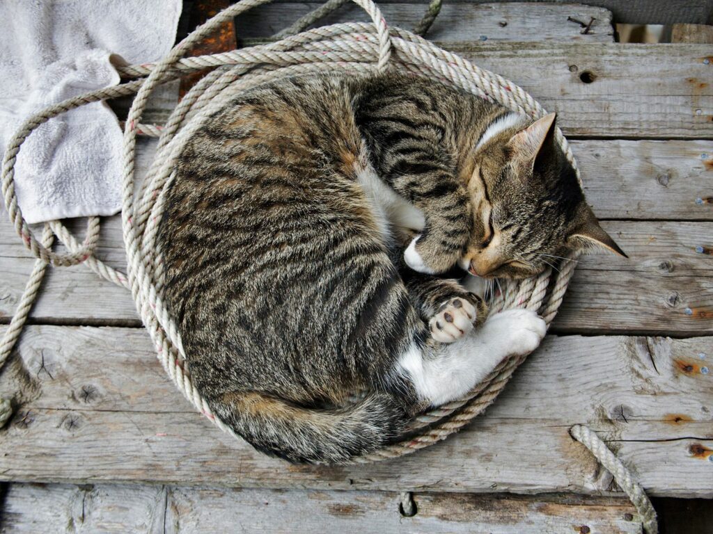 Cozy Kitten Sleeping on Rope with Rustic Wooden Background Wallpaper