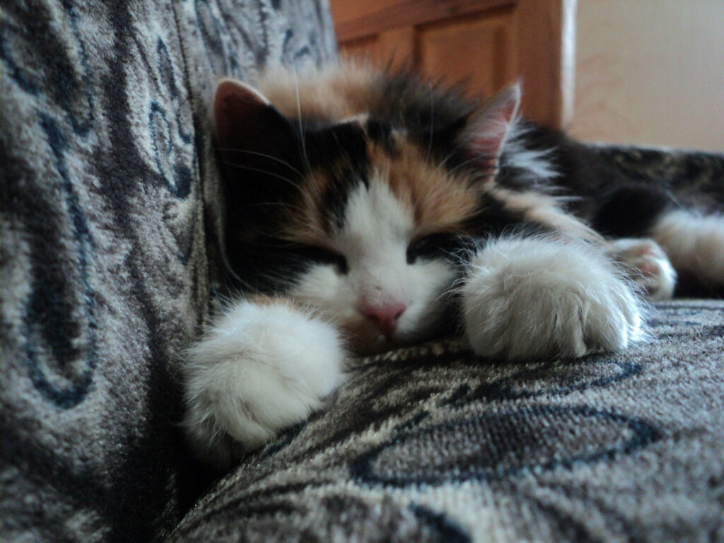 Cozy Kitten Wallpaper: Peaceful Sleep on Patterned Sofa Background