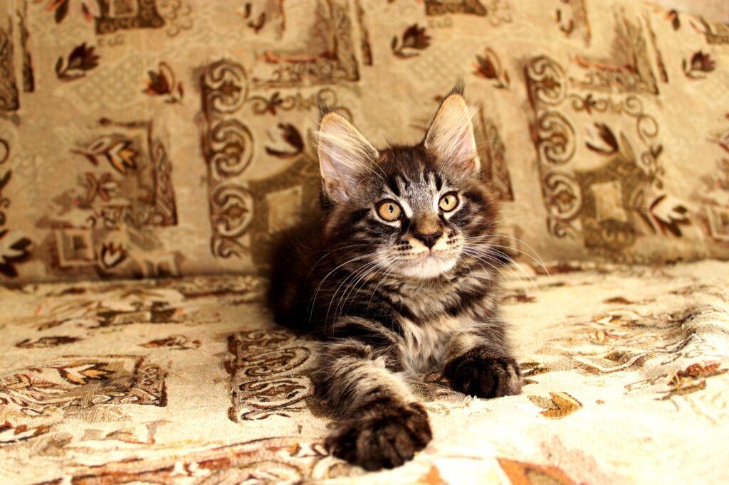 Cozy Kitten with Striking Eyes on Intricate Patterned Fabric Wallpaper