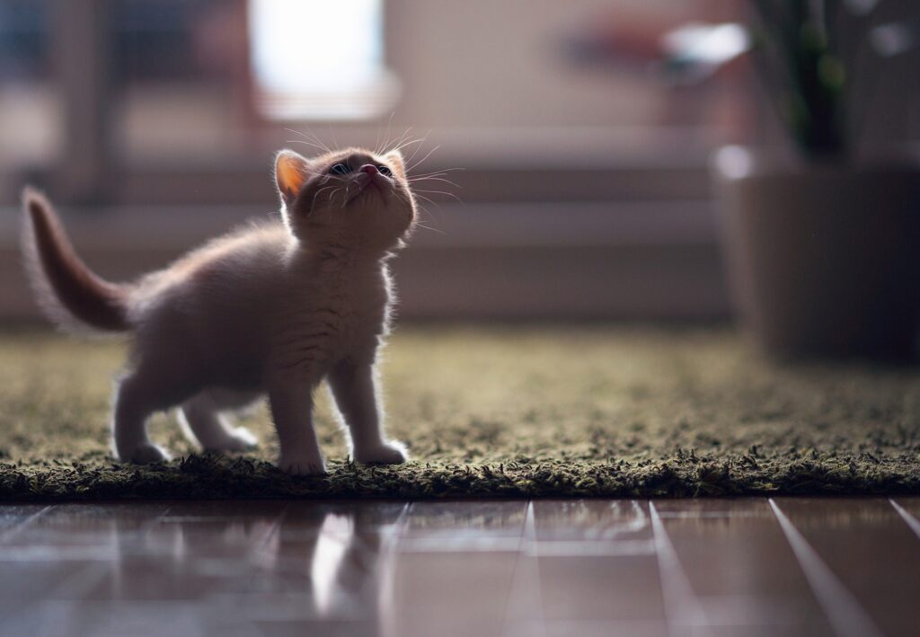 Cute Kitten on Textured Mat with Sunlight - Cozy Background Wallpaper