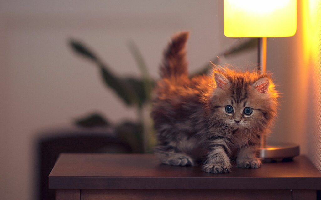 Adorable Fluffy Kitten Exploring: Cozy Wallpaper Background