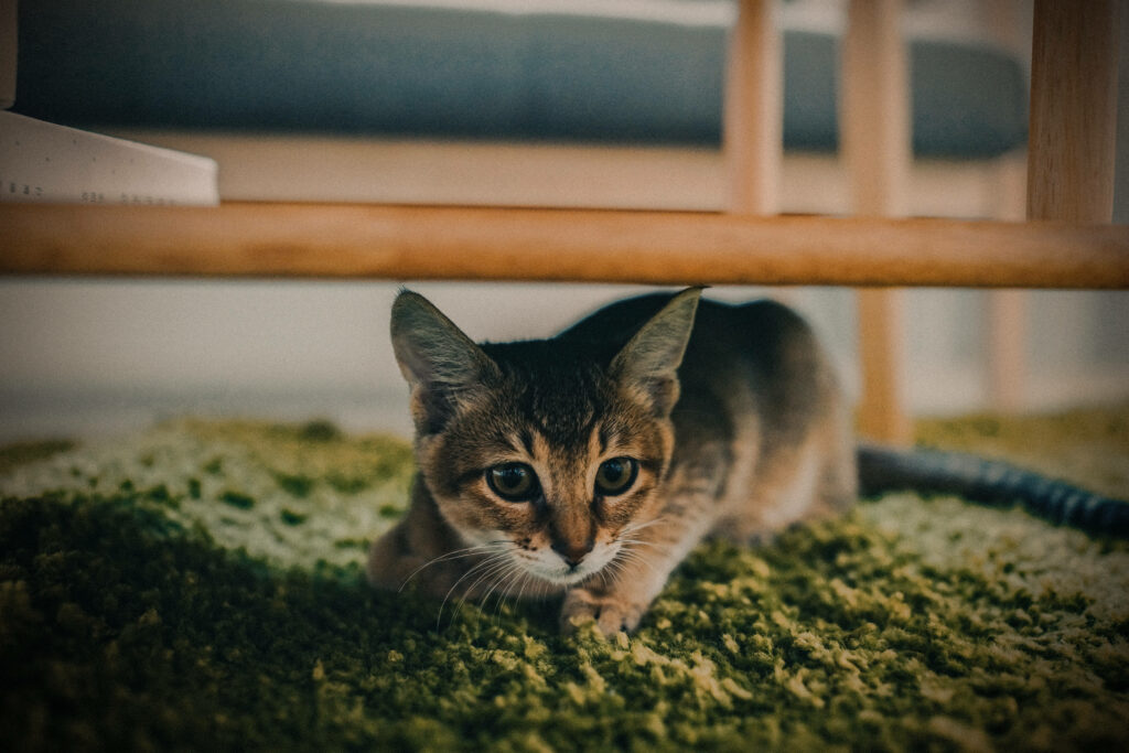 Cozy Kitten Under Furniture: Playful Wallpaper Background