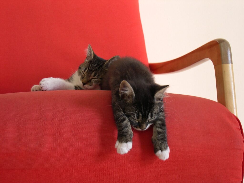 Cozy Kitten Wallpaper: Adorable Kittens Sleeping on a Red Chair