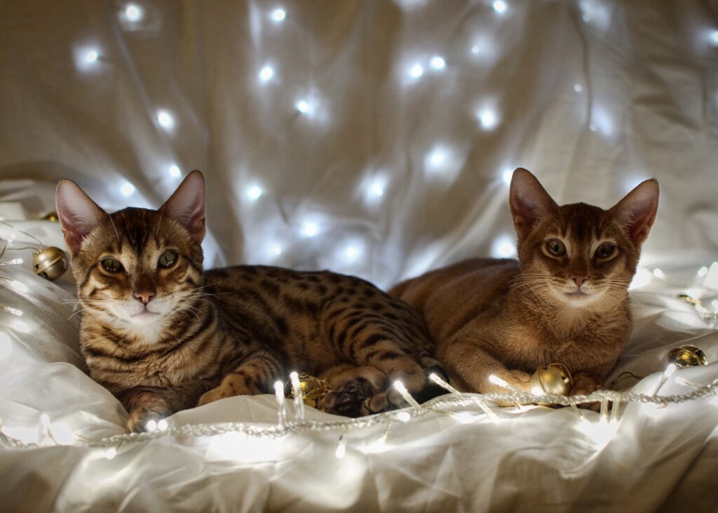 Cozy Kitten Wallpaper: Adorable Kittens & Warm Light Garland