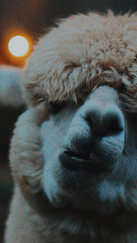 Cozy Llama Portrait: Fluffy Fur & Playful Expression Wallpaper