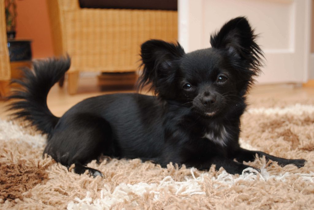 Long-haired black Chihuahua resting on textured brown beige rug in soft natural indoor light Wallpaper