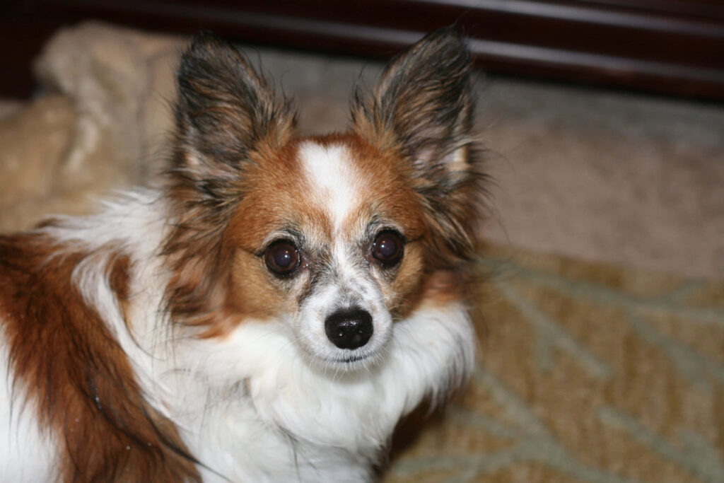 Portrait of a Papillon Dog with Butterfly Ears - Cozy Wallpaper Background