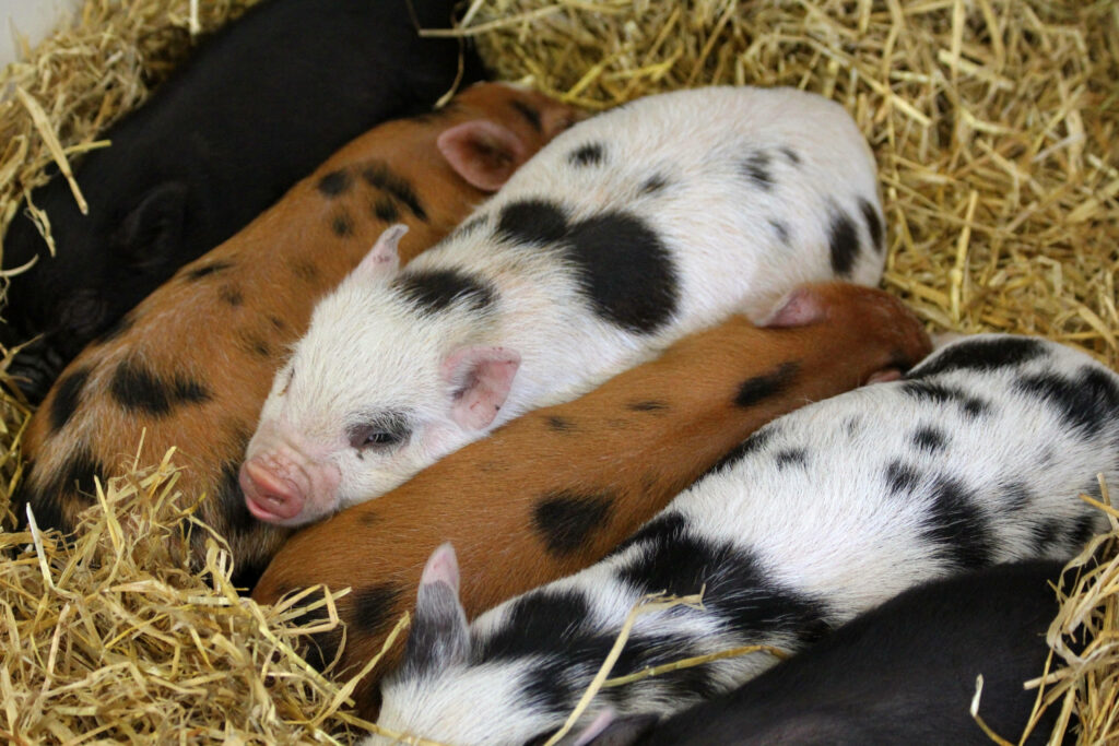 Cozy Piglets Snuggling in Straw - Adorable Wallpaper Background