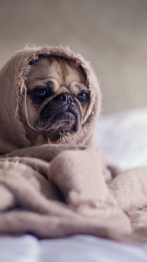 Cozy Pug Wrapped in Blanket: An Adorable Warmth Wallpaper