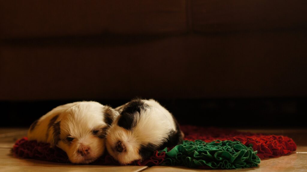 Adorable Puppies Sleeping Together: Cozy Colorful Wallpaper Background