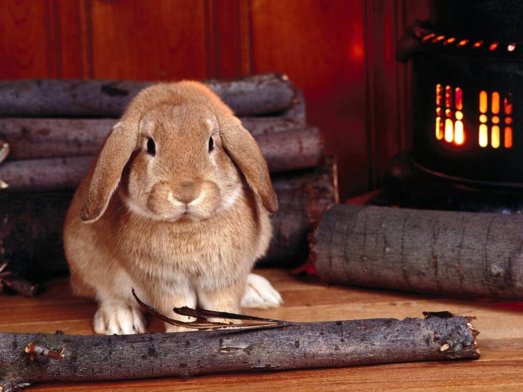 Cozy Wallpaper: Fluffy Rabbit by Warm Stove on Wooden Floor Background