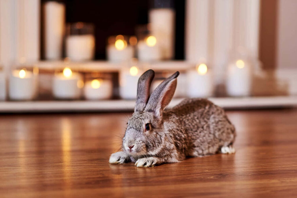 Cute Rabbit Relaxing on Wooden Floor with Cozy Candle Glow Wallpaper