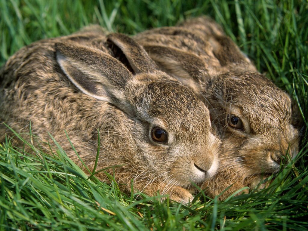 Cozy Rabbits in Lush Green Grass - Serene 1600x1200 Wallpaper