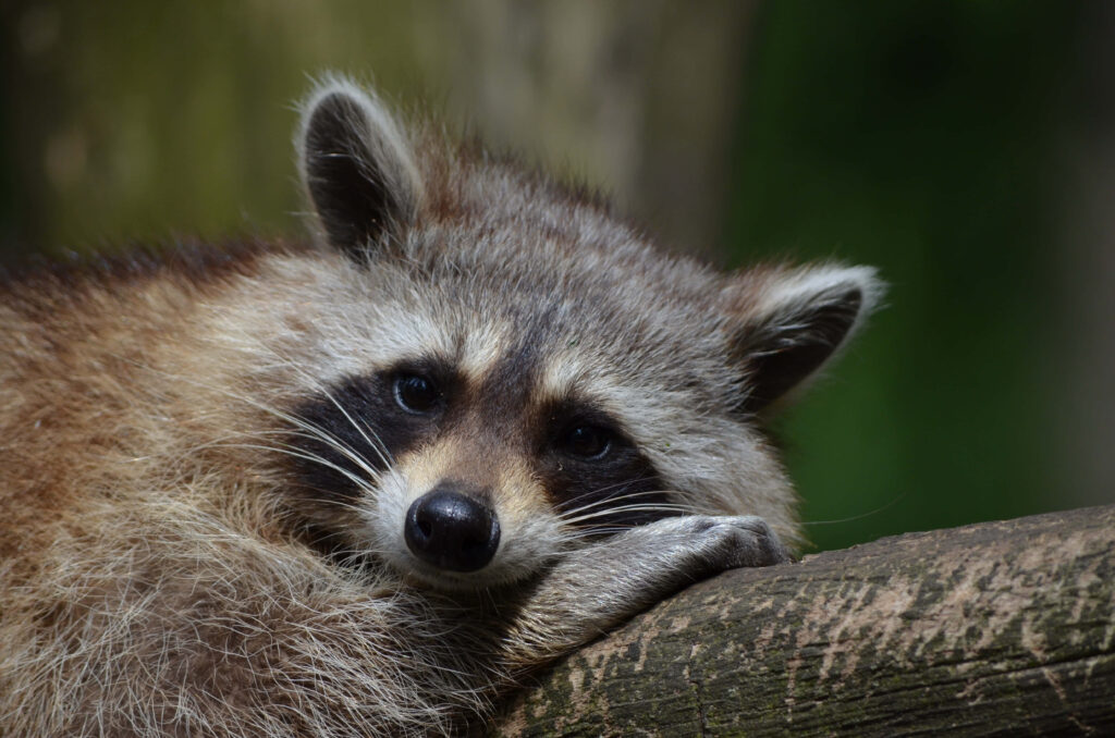 Cute Raccoon on Tree Branch: Fluffy Fur & Forest Background Wallpaper