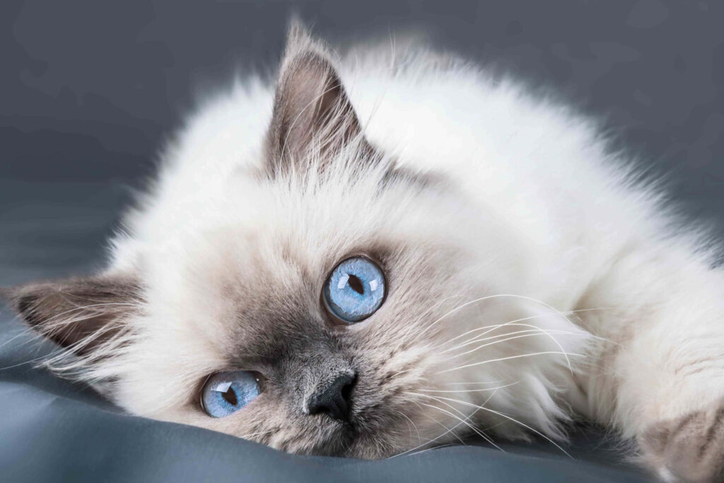 Cozy Ragdoll Cat Wallpaper: Adorable Blue-Eyed Charm for Your Space