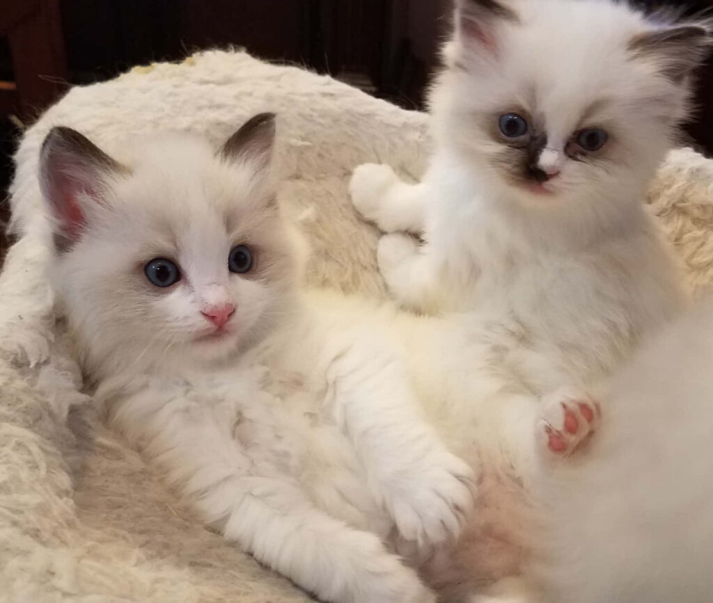 Cozy Ragdoll Kittens Wallpaper: Fluffy Comfort for Your Space