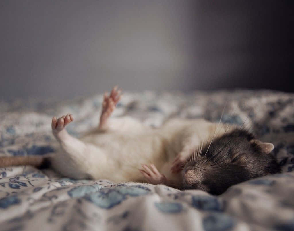 Adorable Rat Sleeping on Cozy Patterned Bedspread - Serene Background Wallpaper