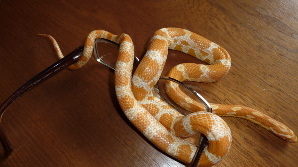 Serpentine Sight: A Corn Snake's Cozy Exploration of Reading Glasses Wallpaper