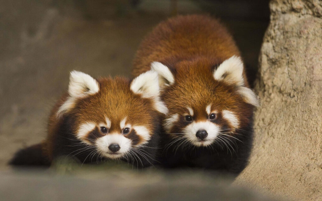 Cozy Mother and Cub Red Panda Wallpaper - Adorable Animal Scene