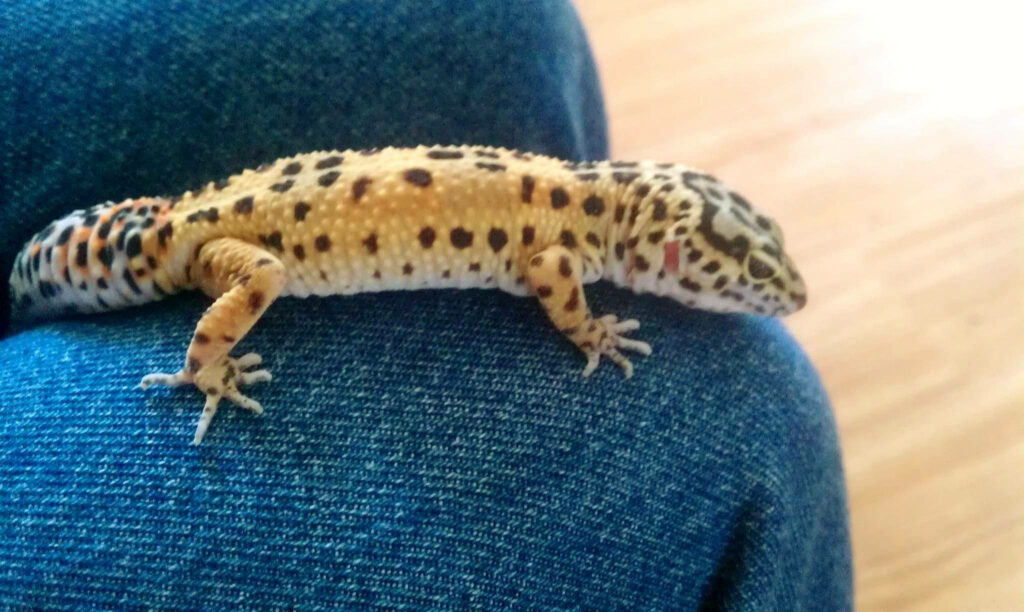 Vibrant Leopard Gecko on Denim Legs: A Cozy, Colorful Contrast Wallpaper