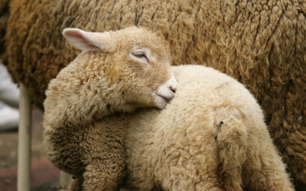 Cozy Sheep Wallpaper: Serene Rustic Scene with Adorable Lambs