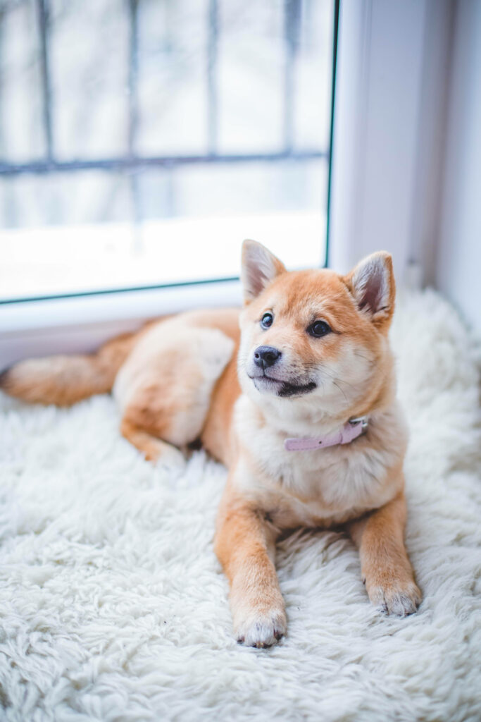 Cozy Shiba Inu Dog Relaxing on Plush Rug - Warm Ambiance Wallpaper